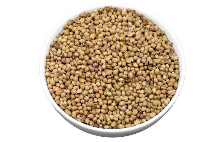 Coriander Single Parrot